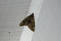 Chloroclysta siterata