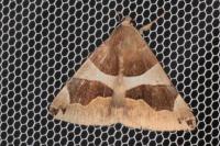 Dysgonia algira