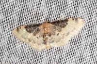Idaea filicata