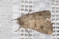 Anarta stigmosa atlantica