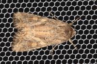 Lacanobia blenna