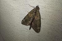 Chloroclysta siterata