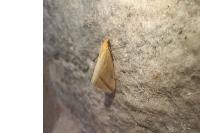 Rhodometra sacraria