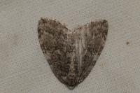 Epirrita dilutata