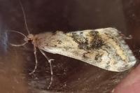 Cornifrons ulceratalis