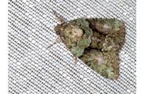 Cryphia algae