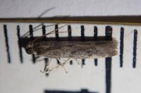 Phycitodes inquinatella