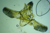 Phycitodes inquinatella