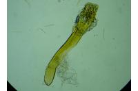 Phycitodes inquinatella