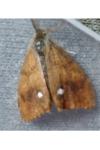 Orgyia antiqua