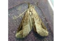 Schrankia costaestrigalis
