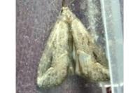 Schrankia costaestrigalis