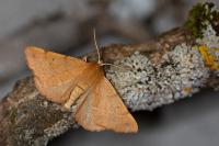 Colotois pennaria