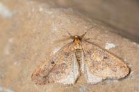 Erannis defoliaria