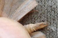Aplocera plagiata