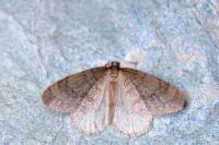 Operophtera brumata