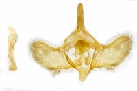 Operophtera brumata