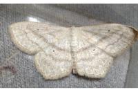 Scopula nigropunctata