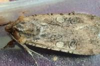 Peridroma saucia