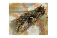 Autographa gamma