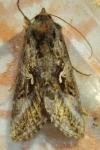Autographa gamma