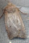 Leptologia lota