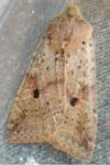 Leptologia blidaensis