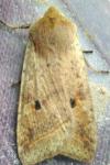 Leptologia blidaensis