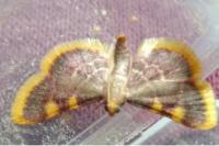 Hypsopygia costalis