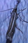 Ancylolomia tentaculella