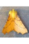 Ennomos alniaria