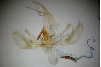 Catoptria mytilella