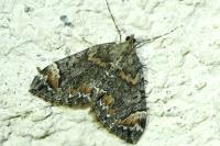 Dysstroma citrata