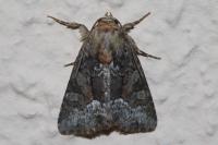 Oligia strigilis/versicolor