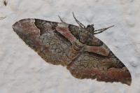 Catarhoe rubidata