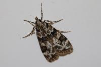 Eudonia delunella