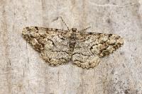 Peribatodes secundaria secundaria
