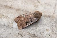 Conistra rubiginosa