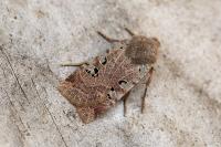 Conistra rubiginosa