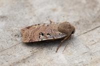 Conistra rubiginosa