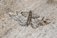 Gymnoscelis rufifasciata