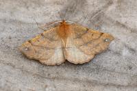 Colotois pennaria