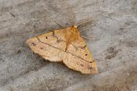 Colotois pennaria