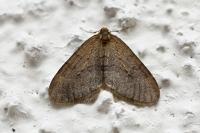 Operophtera brumata