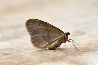 Operophtera brumata