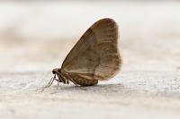 Operophtera brumata