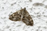 Thera britannica/variata
