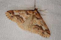 Erannis defoliaria