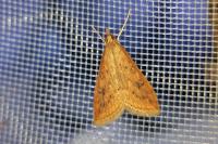 Udea ferrugalis