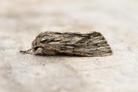 Asteroscopus sphinx